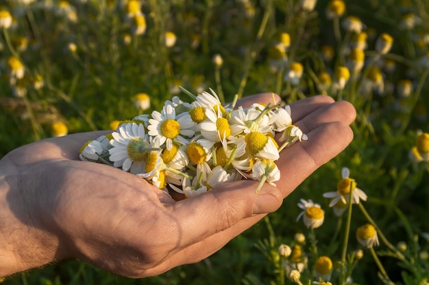 Recolección de manzanilla de farmacia para té de manzanilla.