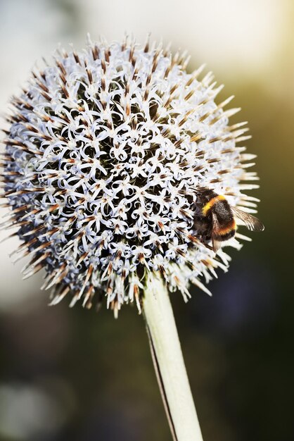 Recolección de néctar para miel Still life shot de una abeja en una flor