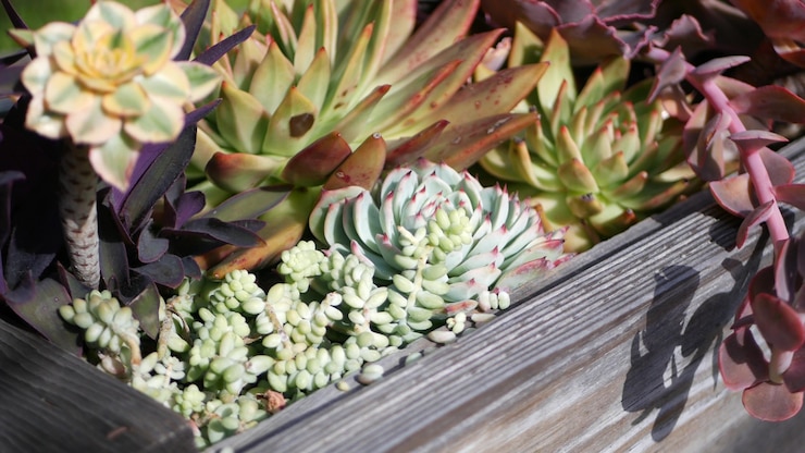 Foto recolección de plantas suculentas, jardinería en california, usa. diseño de huertos domésticos, diversidad de gallinas y polluelos botánicos. mezcla variada de plantas de interior de echeveria ornamentales decorativas, floricultura.