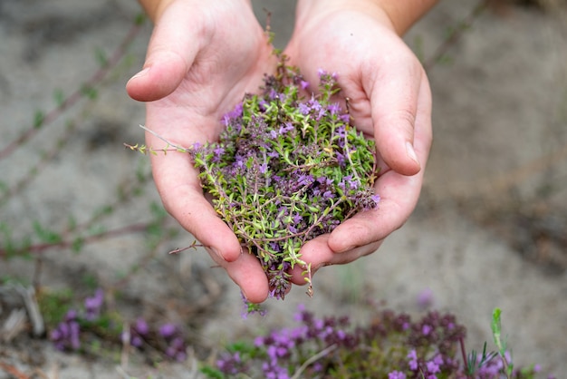 Recolectando flores silvestres de tomillo al aire libre.