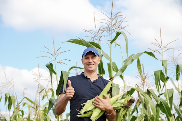 Recolectando maíz en el campo