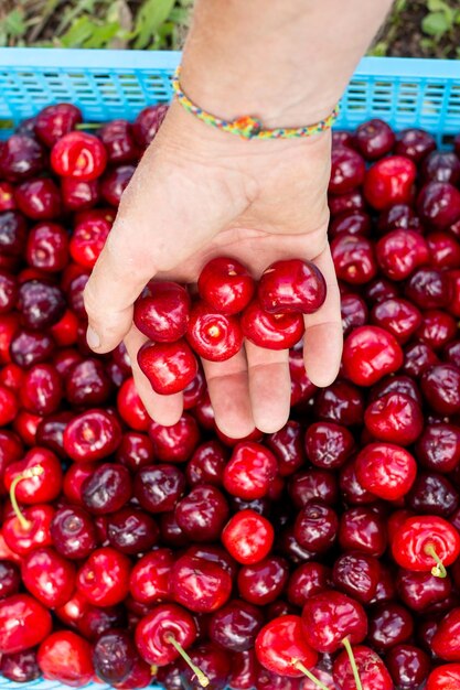 Foto el recolector de bayas pone cerezas rojas maduras en una caja de cosecha en la granja