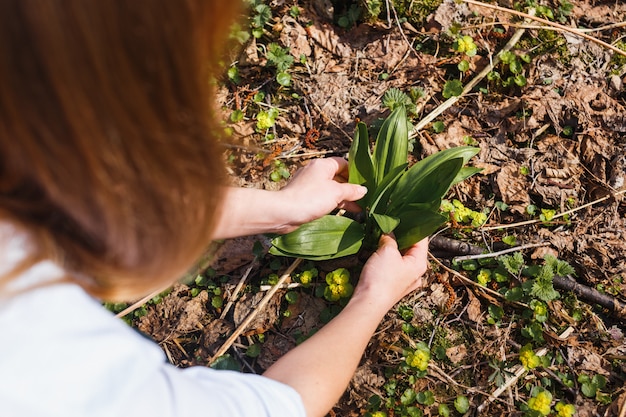 Recolha de alho selvagem na floresta de primavera