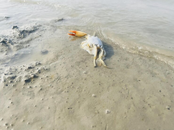 Un recordatorio solemne arrastrado cangrejo muerto en la playa