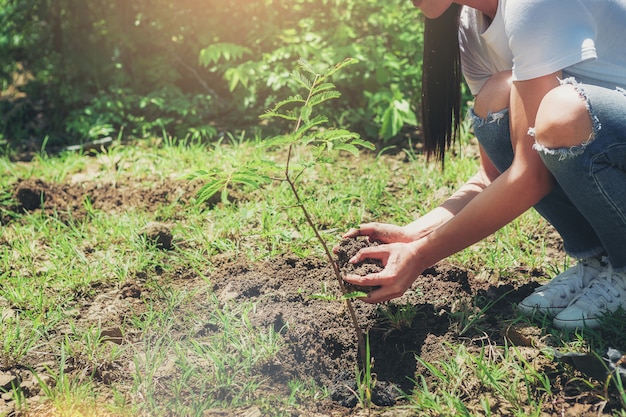 Recortar imagen manos de mujer plantando el árbol, sosteniendo tierra para la planta del árbol. Medio ambiente y ecologia