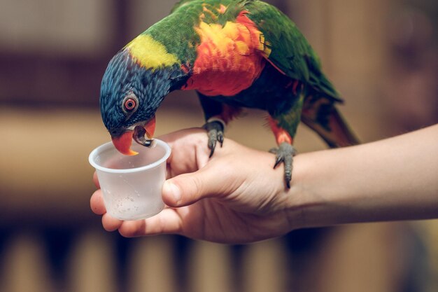 Recortar a un niño anónimo alimentando a un loro brillante con plumaje multicolor sentado a mano de un vaso de plástico contra un fondo borroso