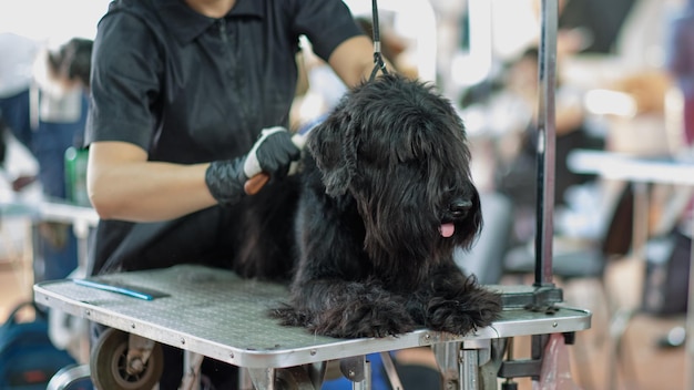 Recortar un perro schnauzer negro con una herramienta profesional especial