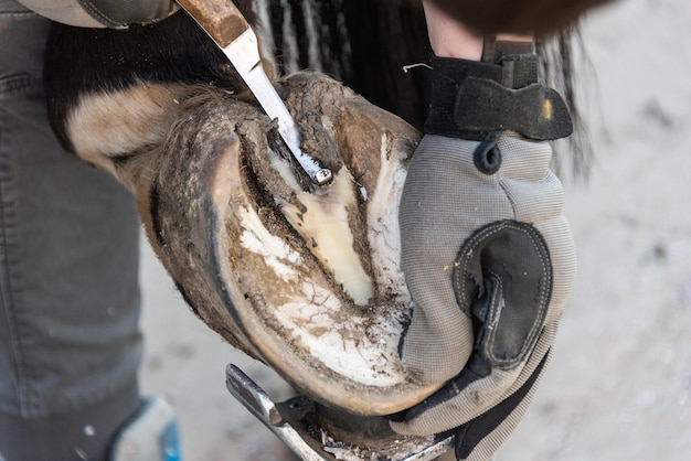 Recorte de cascos naturales El caballer recorta y da forma a los cascos de un caballo utilizando las pinzas de cascos de cuchillo