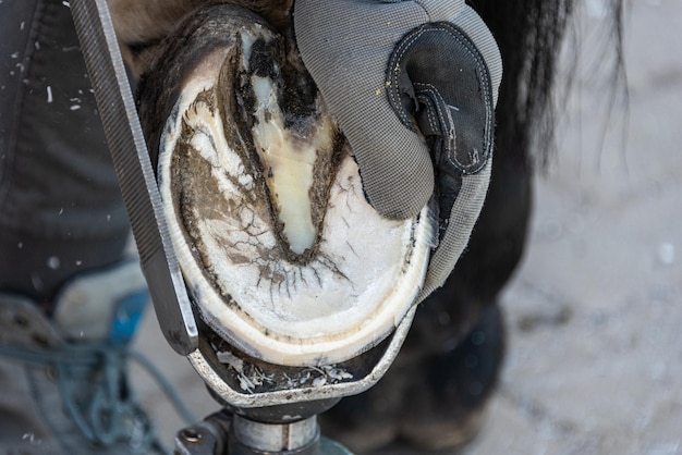Recorte de cascos naturales El caballer recorta y da forma a los cascos de un caballo utilizando las pinzas de cascos de cuchillo