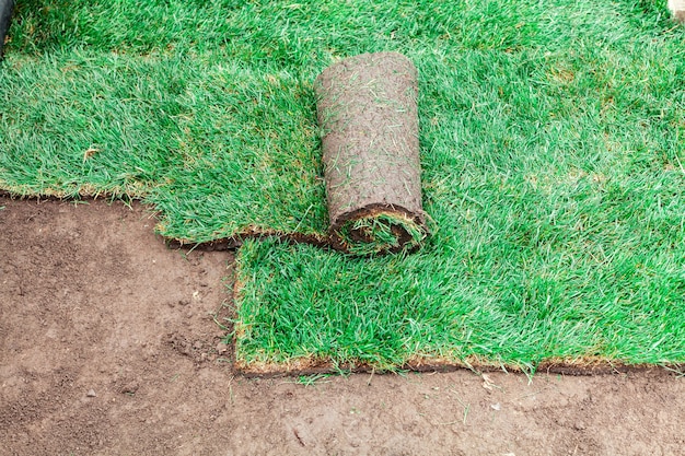 Recubrimiento del suelo con rollos verdes de césped