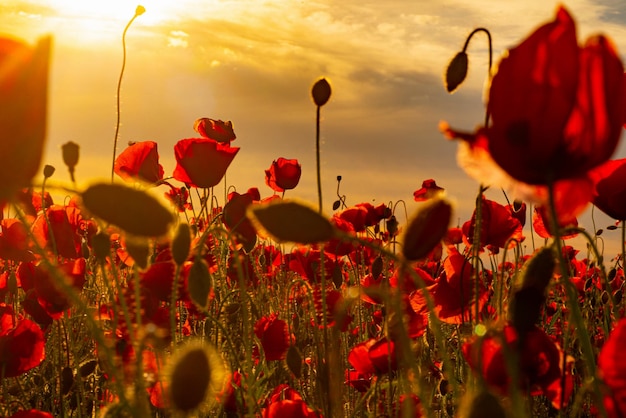 El recuerdo de la flor del campo de amapolas de amapola para el día del recuerdo del día conmemorativo del día de anzac en nueva zelanda a