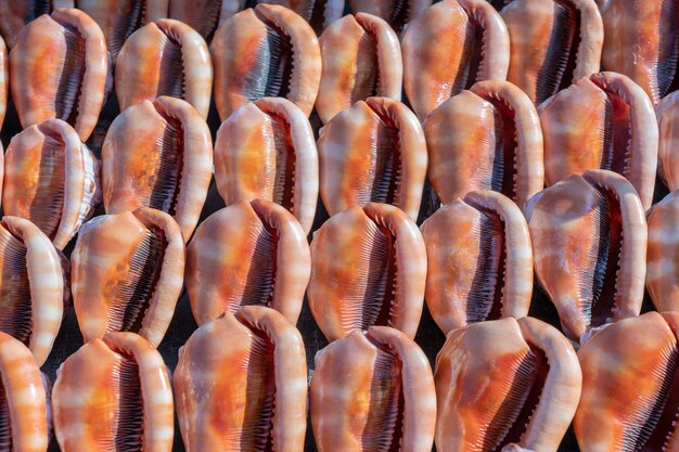 Recuerdos grandes conchas marinas para vender en el mercado de la playa en la isla de Zanzíbar, Tanzania, África Cerrar