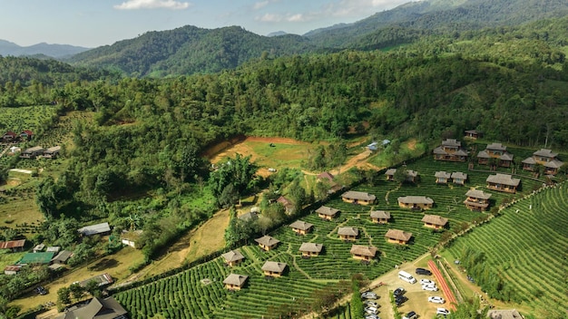 Recurso de vista aérea na plantação de chá verde na colina em Ban Rak Thai village estilo chinês