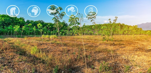 Recursos de aprendizaje sobre turismo y agricultura Plantación de caucho