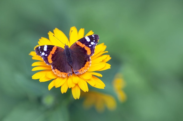 Red Admiral Butterfly Vanessa Atalanta sitzt auf einer gelben Blume