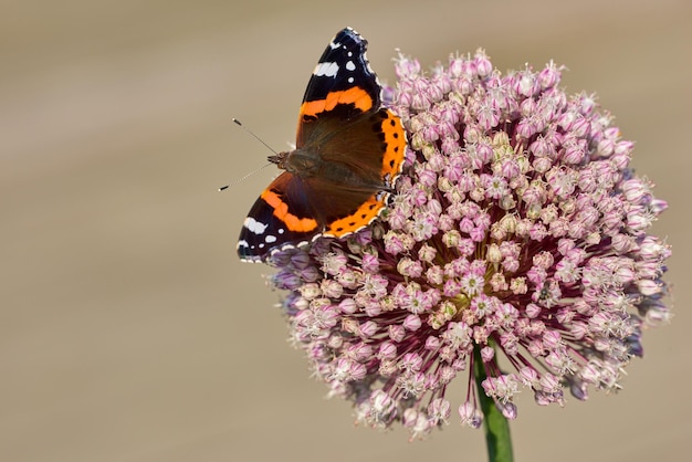 Red Admiral Schmetterling saugt Nektar aus einer leuchtend rosa Blume im Garten im Freien mit Copyspace Vanessa Atalanta Insekt mit bunten Flügeln, die an einem sonnigen Tag im Frühling auf einer Pflanze landen