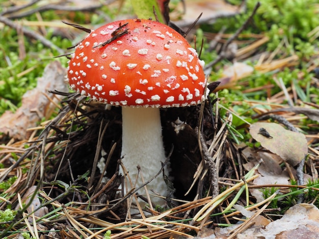 Red amanita, Fly Agaric em um ambiente natural