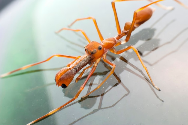 Red Ant Mimic Spider auf Weiß