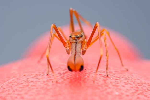 Red Ant Mimic Spider