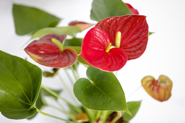 Red Anthurium Plant el color se asocia con pasiones intensas y deseo de acción.