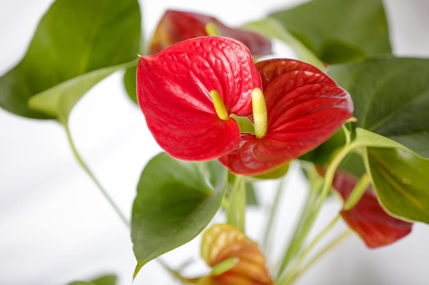 Red Anthurium Plant el color se asocia con pasiones intensas y deseo de acción.