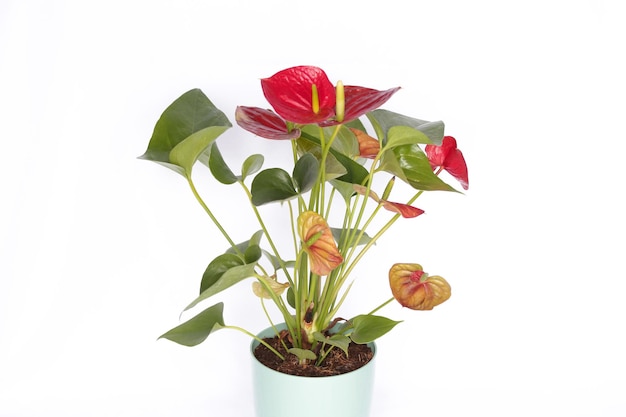 Red Anthurium Plant die Farbe ist mit intensiven Leidenschaften und Tatendrang verbunden