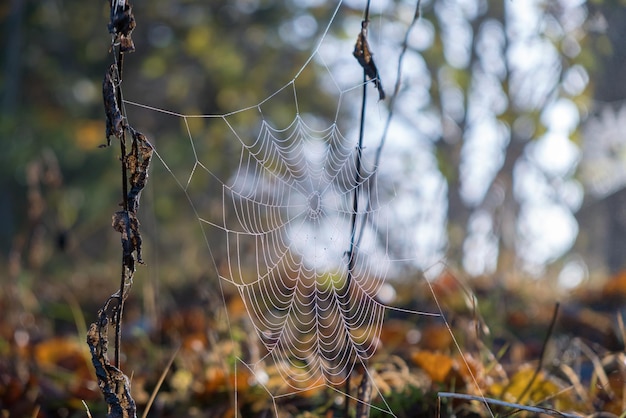 Red de araña al aire libre en verano soleado o día de otoño Vida salvaje natural