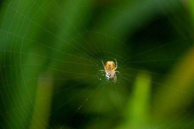 La red de araña en un fondo borroso