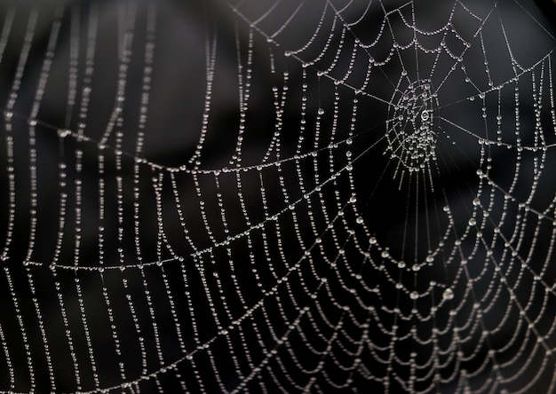 Foto red araña con gotas de agua