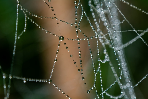 Foto red de araña con gotas de agua.
