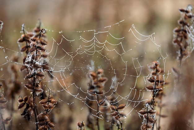 Foto red de araña con perlas de agua