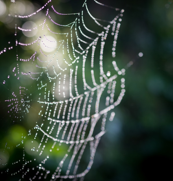 Red de araña en la rama de un árbol