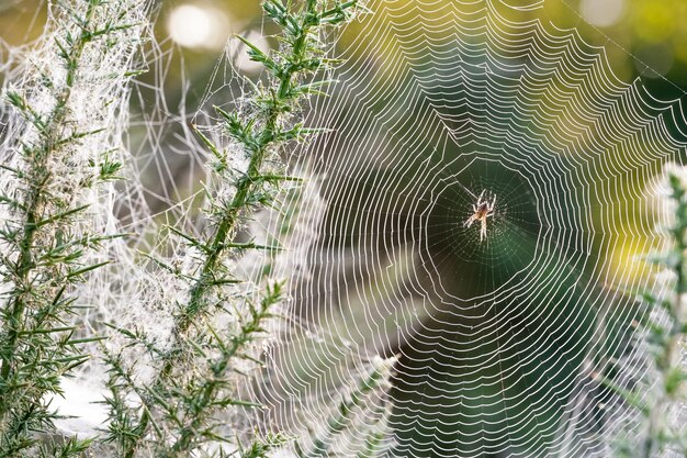 la red de araña de rocío de la mañana de cerca en la vegetación de espinas