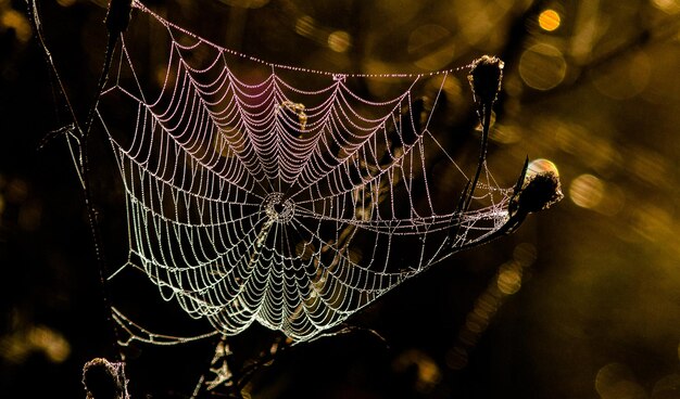 la red de araña sobre un fondo oscuro