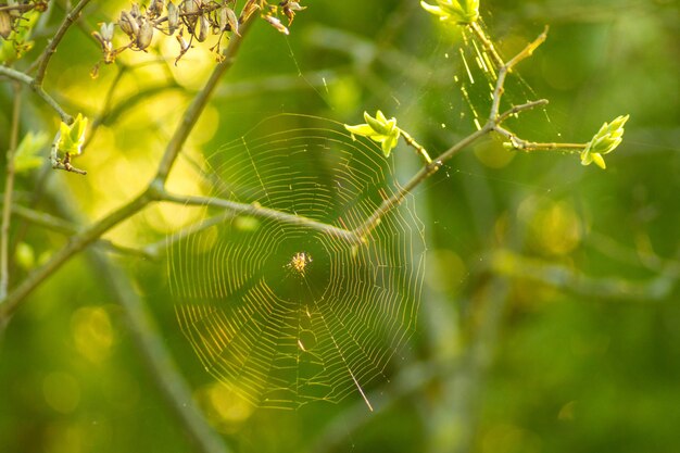 Red de araña tejida en ramas de árboles aisladas en un fondo natural concepto de trampa de insectos