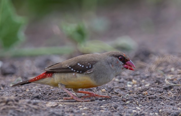 Foto red avadavat xain um casaco que não é totalmente vermelho procurando comida no chão