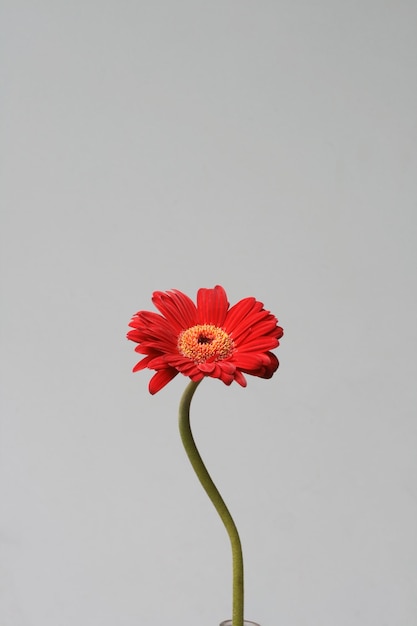 Red Barbeton Daisy o Gerbera jamesonii en la botella sobre fondo gris claro. Media composición.