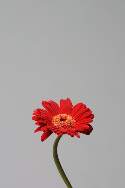 Red Barbeton Daisy o Gerbera jamesonii sobre fondo gris claro. Una tercera composición.