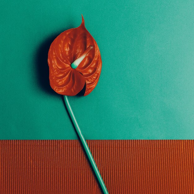 Red Calla. Minimalismo del diseño de moda