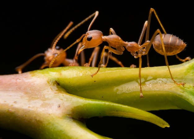 Foto red carpenter ant, ou pirâmide de formiga em uma folha