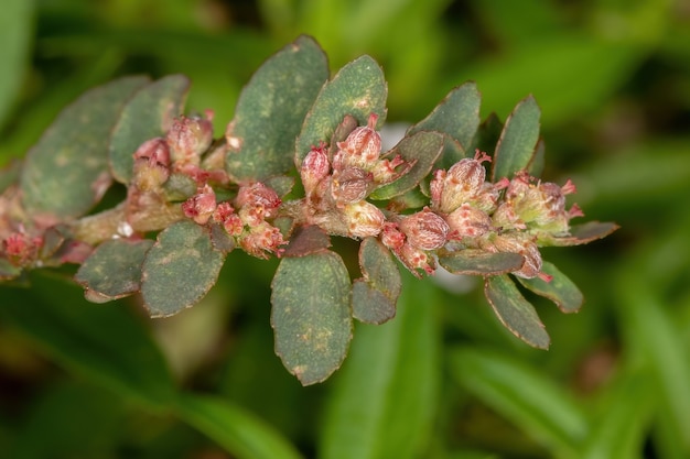 Red Caustic-Creeper der Art Euphorbia thymifolia mit Früchten und Blüten