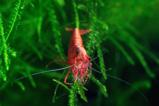 Red Cherry Shrimp em um musgo