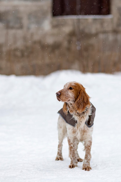 Red Cocker Spaniel em uma caminhada no inverno