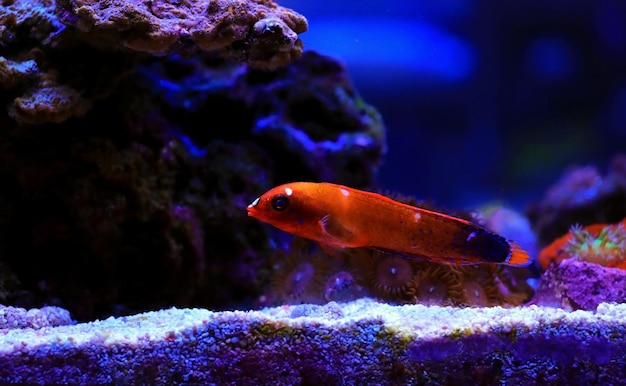 Red Coris Afrikanischer Lippfisch - (Coris gaimard)