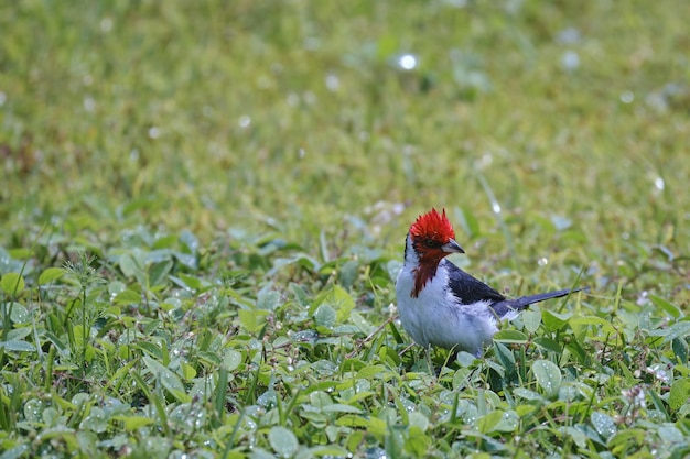 Red Crested Cardinal Paroaria Coronata thront nach dem Baden auf Gras