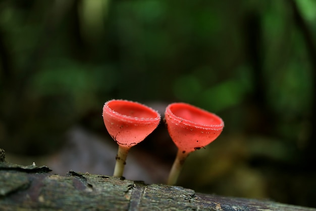 Red Cup Pilze oder Champagner-Glas-Pilz auf verfallenen Log in Rainforest