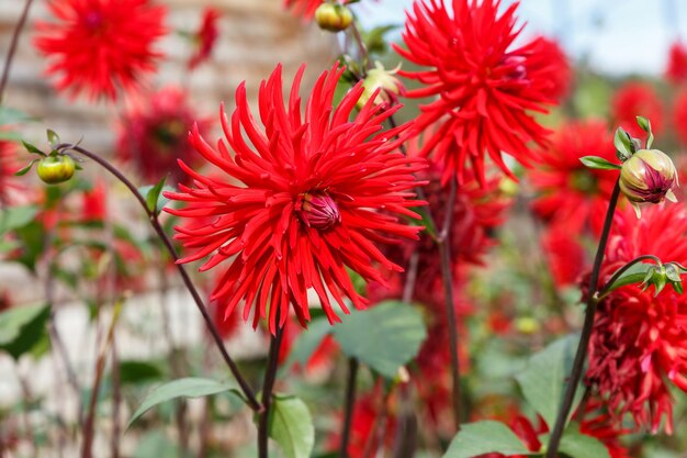 Red Dahlia Flores vermelhas crescem no jardim