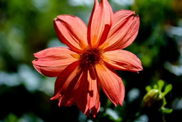 red dahlia