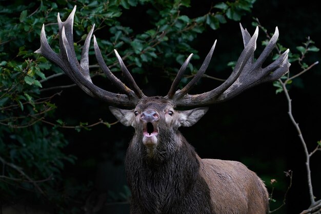 Red Deer Cervus elaphus