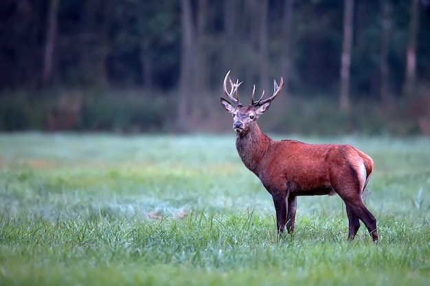 Red deer em uma clareira na natureza